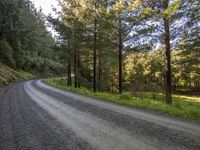 a long winding country road between two trees on either side of the road are green hills and pine trees