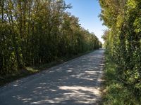 a rural road lined with lots of tall trees and lush green foliages under a blue sky