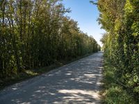 a rural road lined with lots of tall trees and lush green foliages under a blue sky