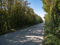 a rural road lined with lots of tall trees and lush green foliages under a blue sky