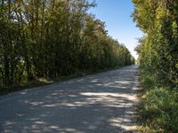 a rural road lined with lots of tall trees and lush green foliages under a blue sky