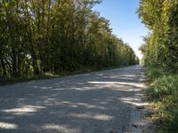 a rural road lined with lots of tall trees and lush green foliages under a blue sky