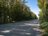 a rural road lined with lots of tall trees and lush green foliages under a blue sky