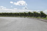 a long straight road with vineyard trees and green bushes behind it next to a dirt path