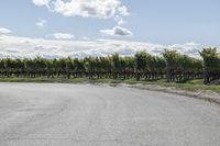 a long straight road with vineyard trees and green bushes behind it next to a dirt path