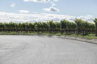 a long straight road with vineyard trees and green bushes behind it next to a dirt path