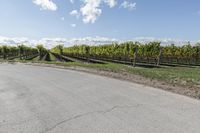 a long straight road with vineyard trees and green bushes behind it next to a dirt path