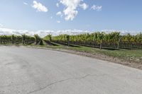 a long straight road with vineyard trees and green bushes behind it next to a dirt path