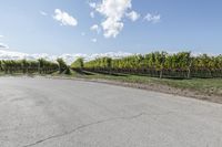 a long straight road with vineyard trees and green bushes behind it next to a dirt path