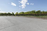 a long straight road with vineyard trees and green bushes behind it next to a dirt path