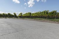 a long straight road with vineyard trees and green bushes behind it next to a dirt path