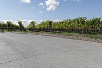 a long straight road with vineyard trees and green bushes behind it next to a dirt path