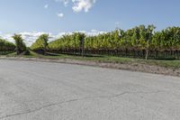 a long straight road with vineyard trees and green bushes behind it next to a dirt path