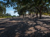 a dirt road is in the middle of rows of trees with leaves on them and scattered pebbles