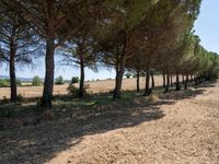 rows of trees line a dirt path beside fields with pine trees on one side and grassy field with rolling hills in the background