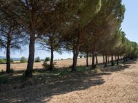 rows of trees line a dirt path beside fields with pine trees on one side and grassy field with rolling hills in the background