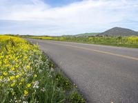 a paved rural road surrounded by yellow wild flowers in the country side, with mountains in the background