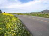 a paved rural road surrounded by yellow wild flowers in the country side, with mountains in the background