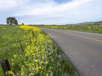 a paved rural road surrounded by yellow wild flowers in the country side, with mountains in the background