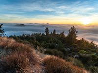 a hillside that has fog hanging from it's branches with the sun rising over it