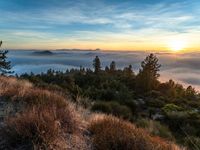 a hillside that has fog hanging from it's branches with the sun rising over it