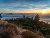 a hillside that has fog hanging from it's branches with the sun rising over it