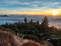 a hillside that has fog hanging from it's branches with the sun rising over it