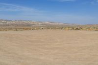 a large open field that has some animals standing in it while someone is about to throw a frisbee