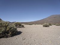 a dry valley with some mountains in the background and rocks and shrubs around it,