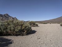 a dry valley with some mountains in the background and rocks and shrubs around it,