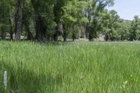 a field of grass next to some trees in the distance of the photo is green