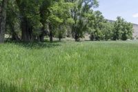 a field of grass next to some trees in the distance of the photo is green