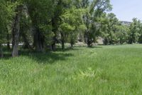 a field of grass next to some trees in the distance of the photo is green