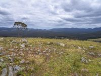 a hill top with a tree standing in the middle of it and mountains in the distance