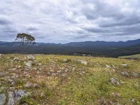 a hill top with a tree standing in the middle of it and mountains in the distance