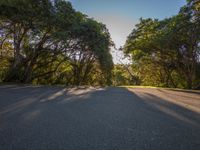 trees line the roadside, a long paved street with a bench on it in a wooded area