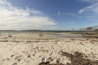 the beach is covered by water and lots of sand with small trees and shrubs in the background