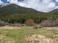 an image of a field that has snow on the mountain top in the background and a stream running through the forest