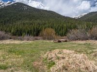 an image of a field that has snow on the mountain top in the background and a stream running through the forest