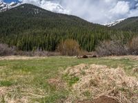 an image of a field that has snow on the mountain top in the background and a stream running through the forest