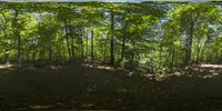 the forest is filled with leafy trees and a dirt mound with a red fire hydrant