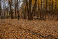 an image of a wood and the woods in a fall landscape with leaves on the ground