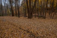 an image of a wood and the woods in a fall landscape with leaves on the ground