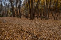 an image of a wood and the woods in a fall landscape with leaves on the ground