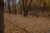 an image of a wood and the woods in a fall landscape with leaves on the ground