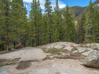 a dog stands on the edge of some large boulders in the middle of trees and rocks