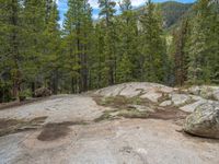 a dog stands on the edge of some large boulders in the middle of trees and rocks