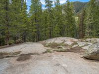 a dog stands on the edge of some large boulders in the middle of trees and rocks