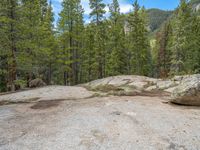 a dog stands on the edge of some large boulders in the middle of trees and rocks