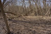 an overgrown wooded area with several trees on it and a sign reading fire hydrant on the ground